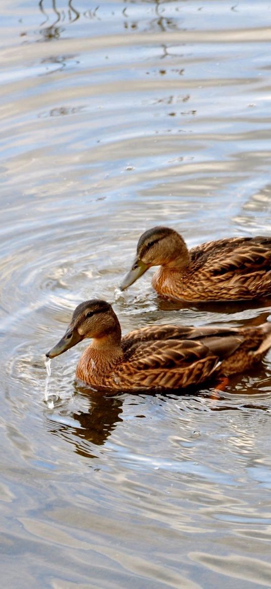 ducks, lake, swimming, family