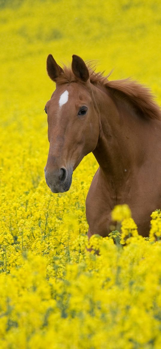 horse, flowers, golf, walking, nature, landscape