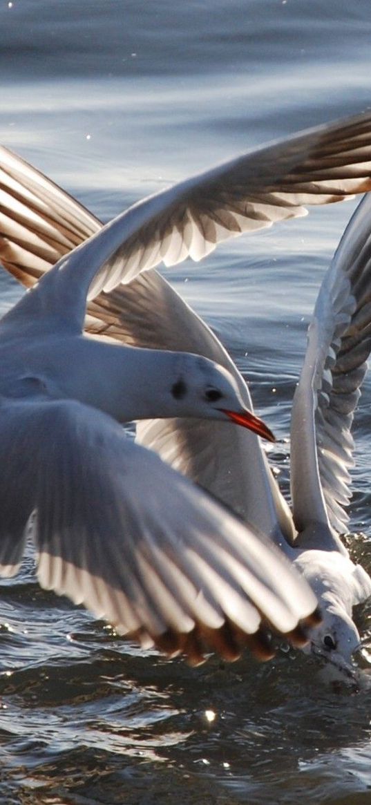 gulls, birds, flying, water, sea