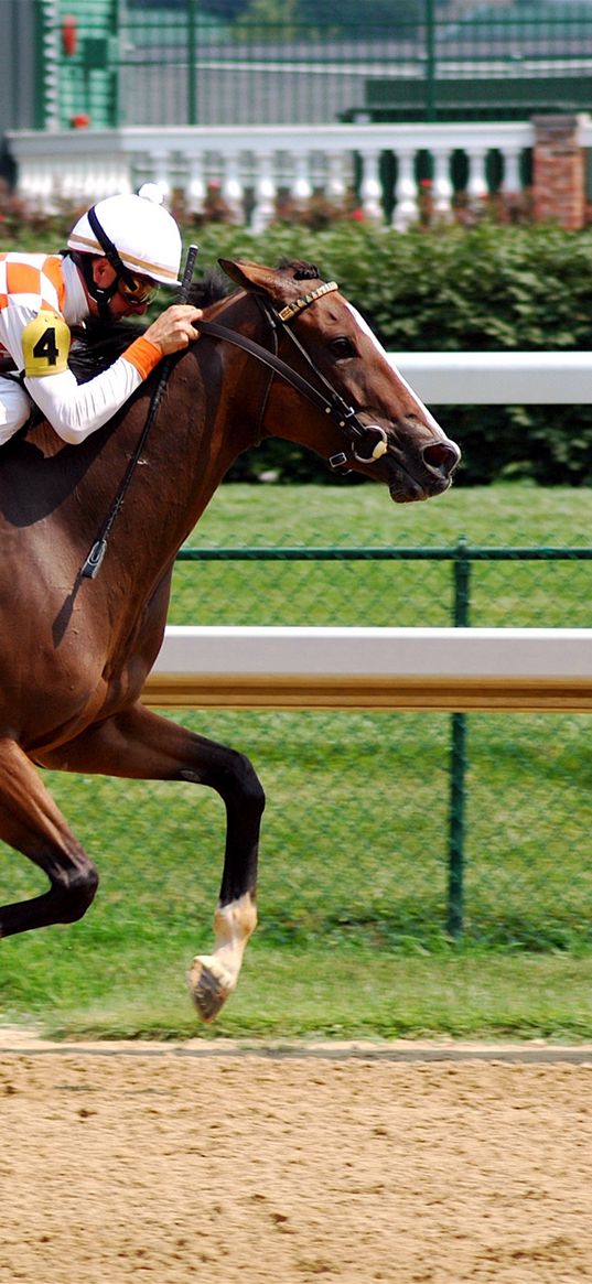 horse, riding, racing, mud