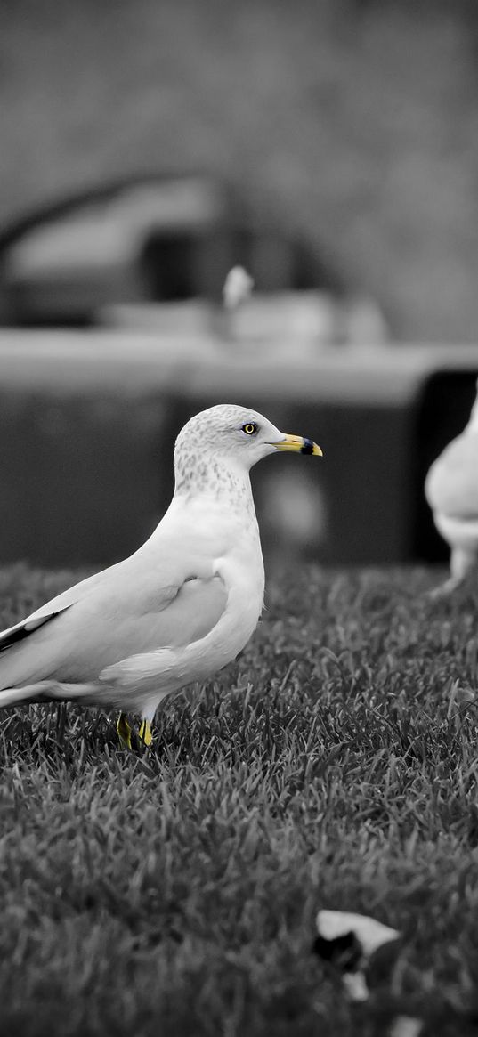 birds, seagulls, grass, flock