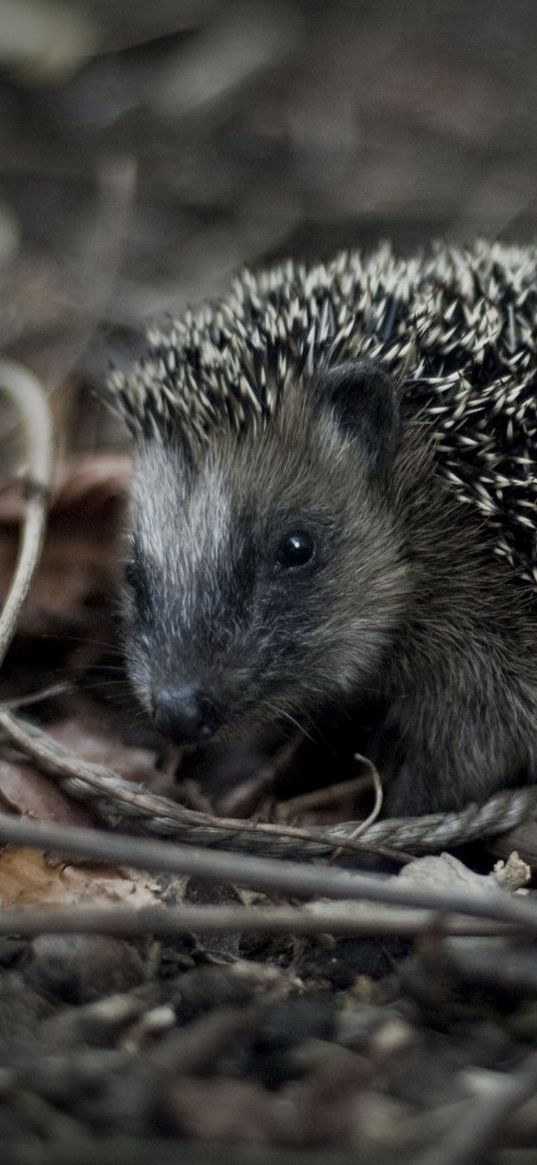 hedgehog, grass, branches, thorns