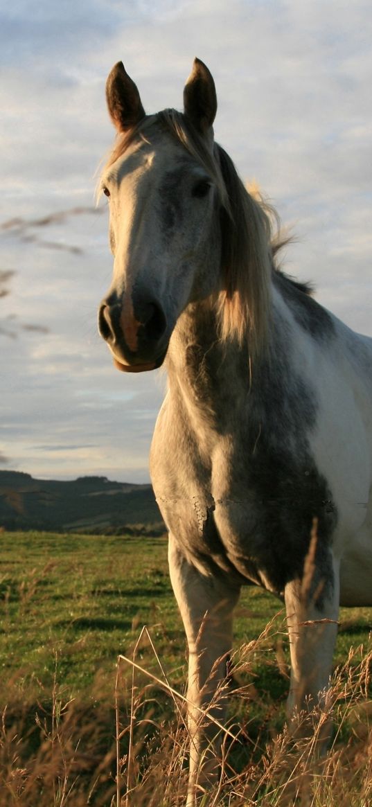 horses, couple, field, grass