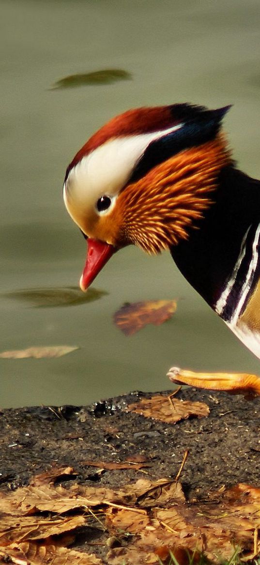 mandarin duck, pond, color, feathers, bird