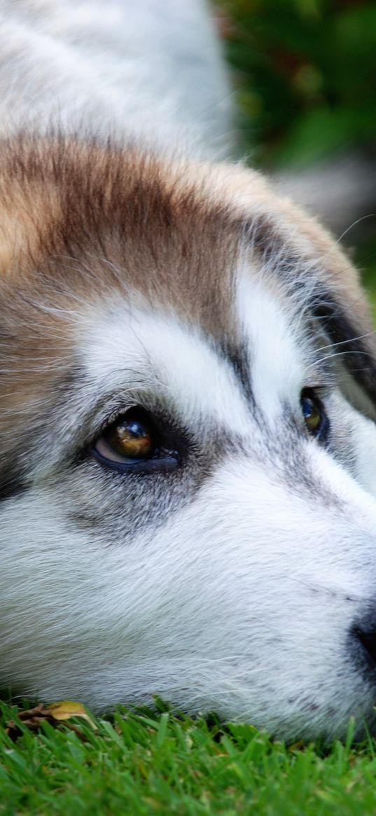 dog, muzzle, sadness, anticipation, grass