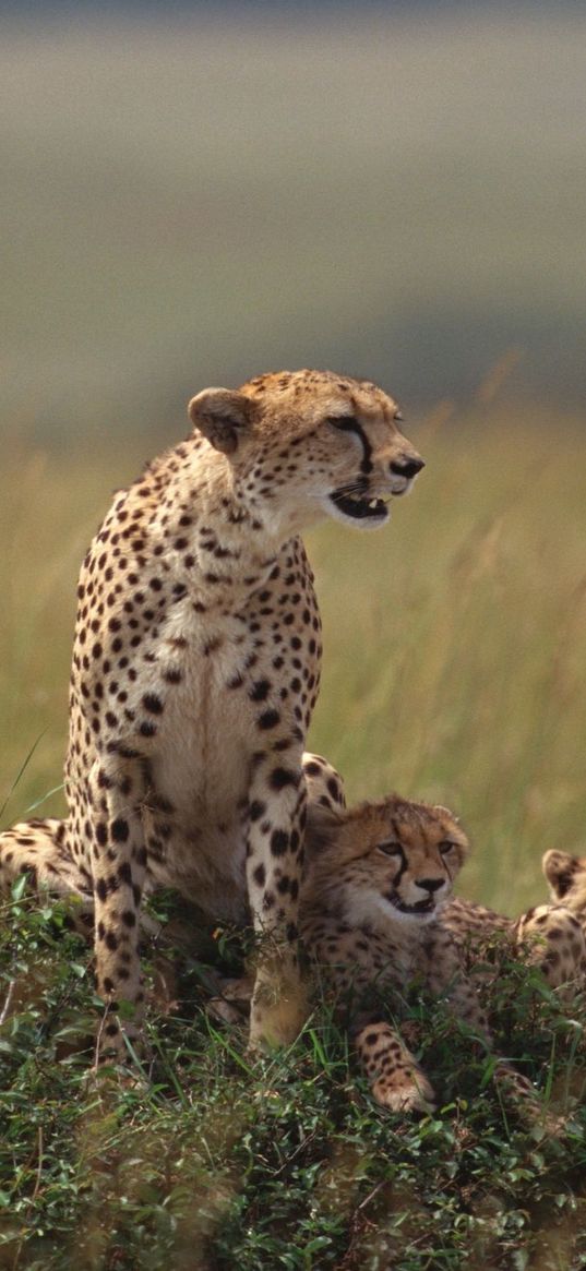 cheetahs, family, grass, lie