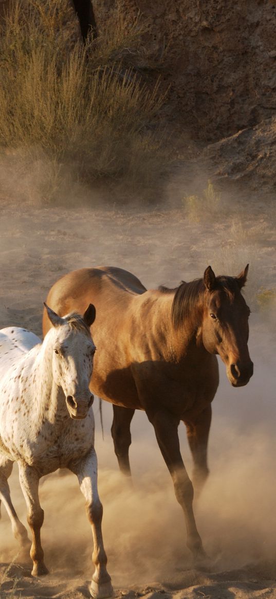 horse, herd, running, dust