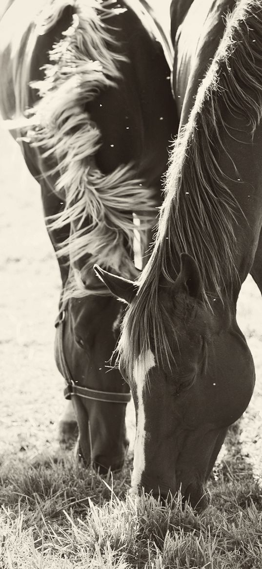 horses, couple, herbs, food, walk