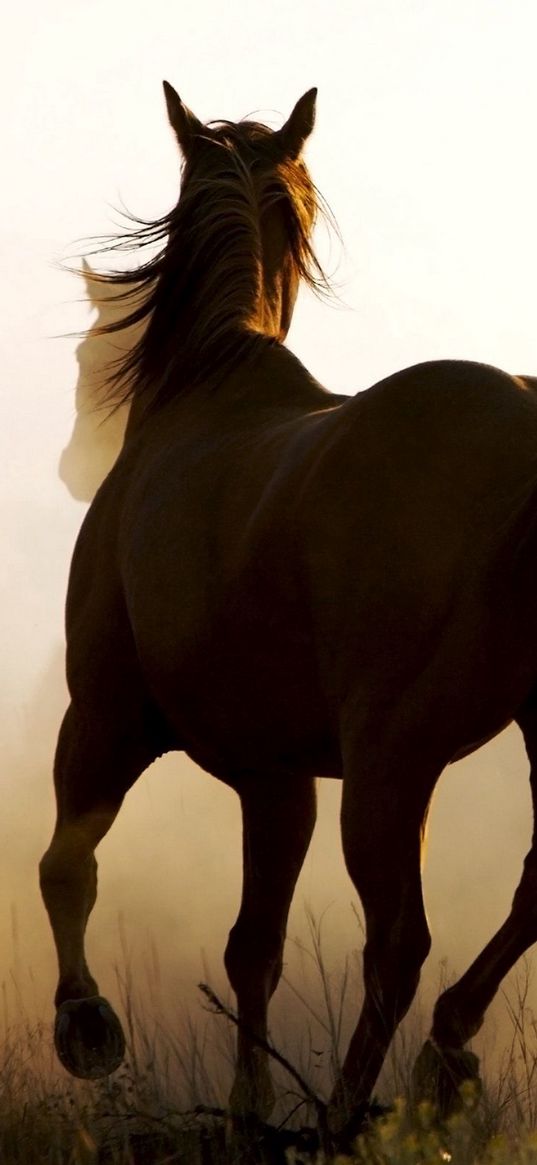 horse, herd, dust, running