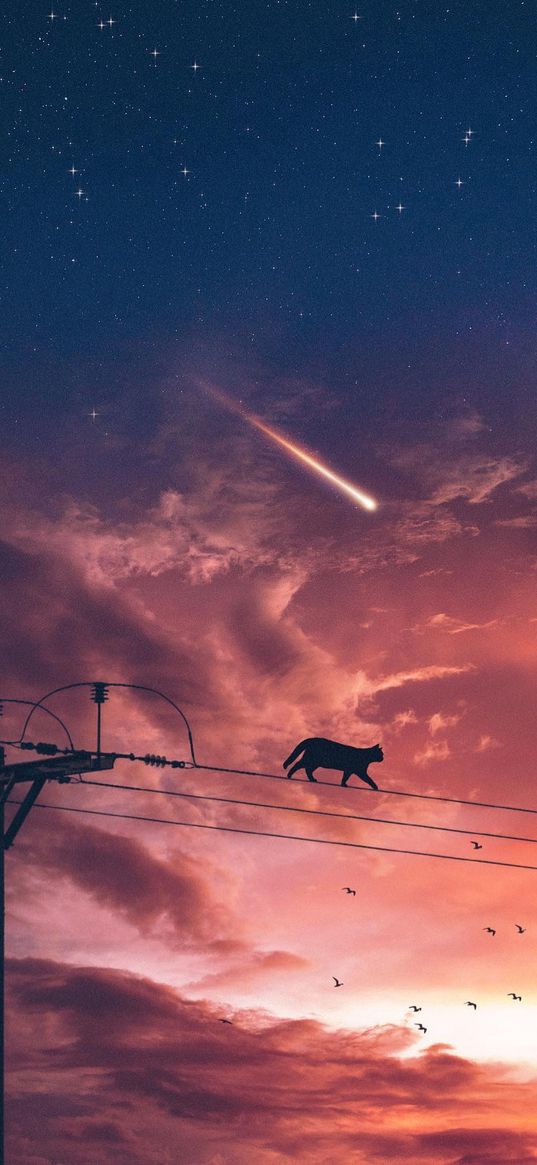 cat, clouds, birds, electric pole, comet, starry sky