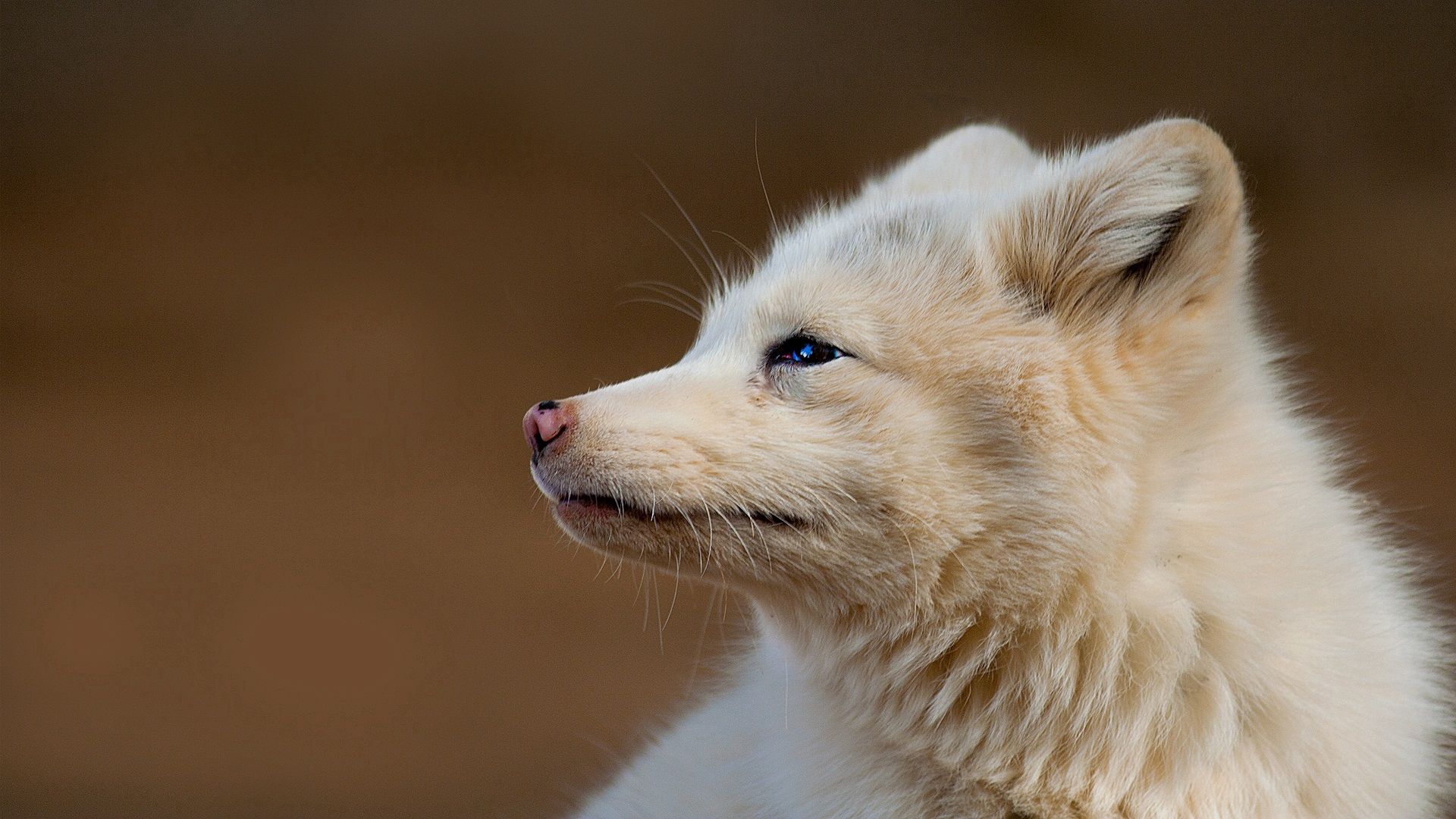 fox, face, hair, profile