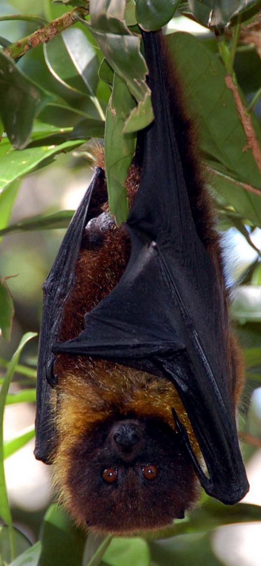 bat, holiday, branch, hanging, leaves, tree