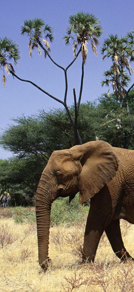 elephants, family, walk, trees, grass