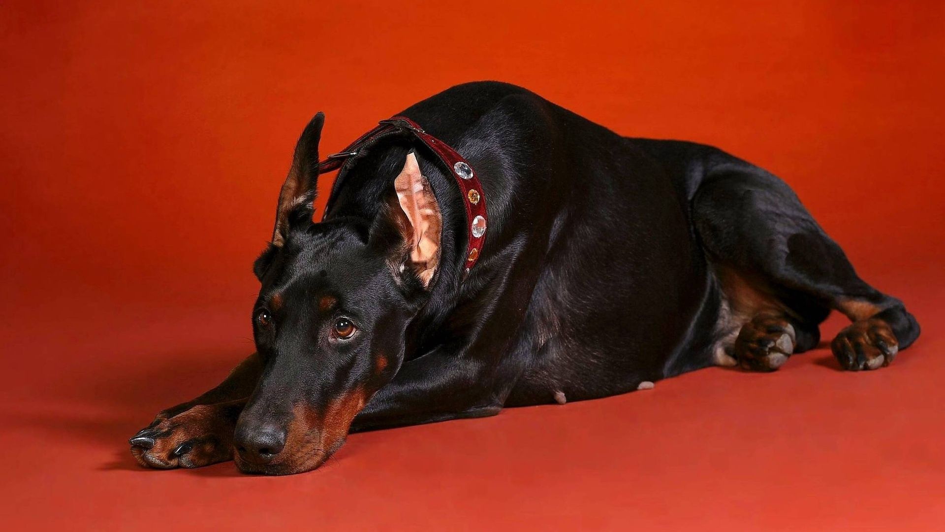 doberman, dog, down, big, photoshoot