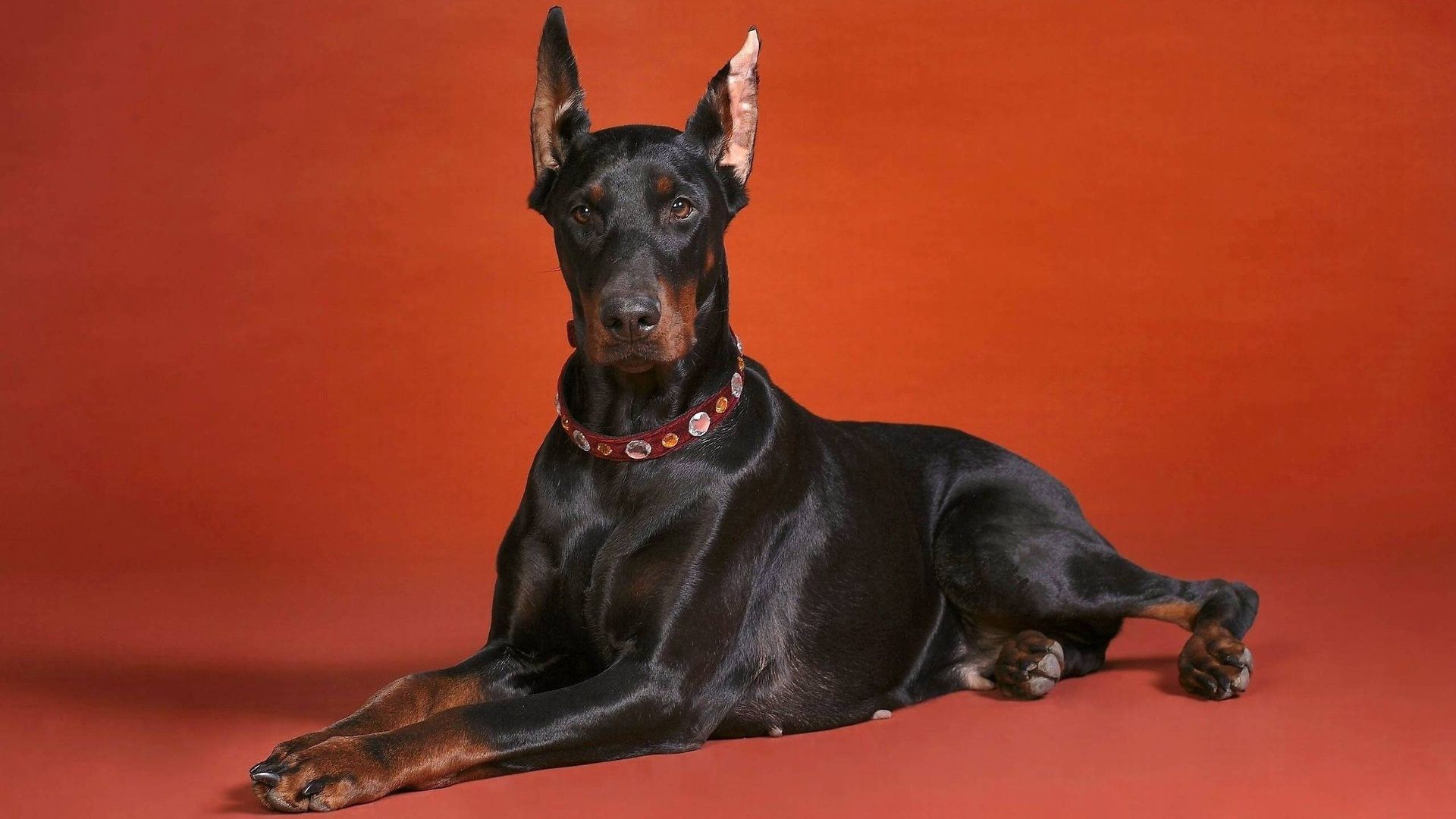 doberman, photos, dog, lying, dog collar