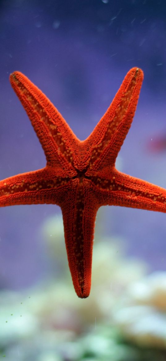 starfish, underwater, ocean