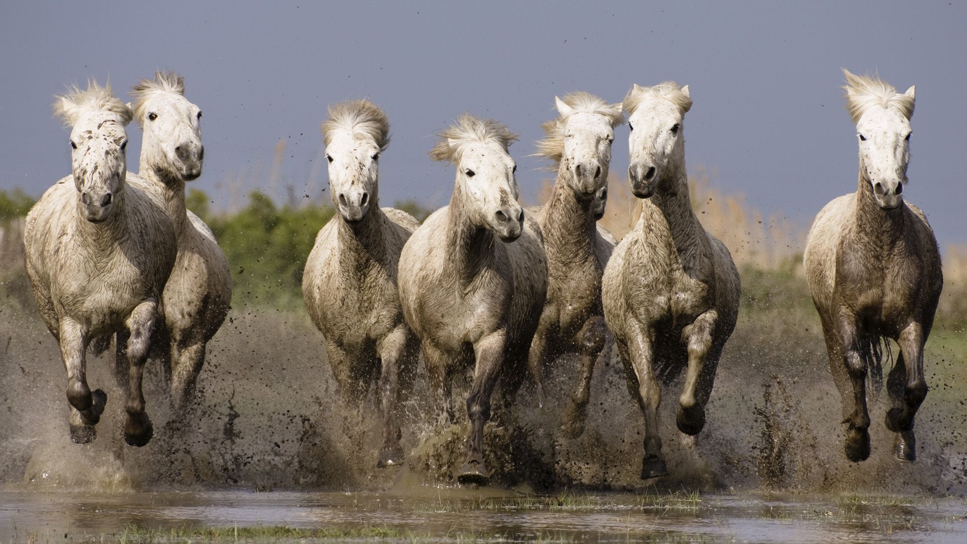 horse, herd, water, sea, shore, splash