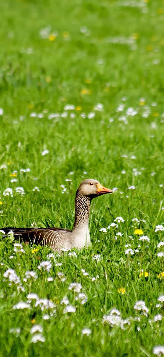 goose, grass, flowers, beak, bird