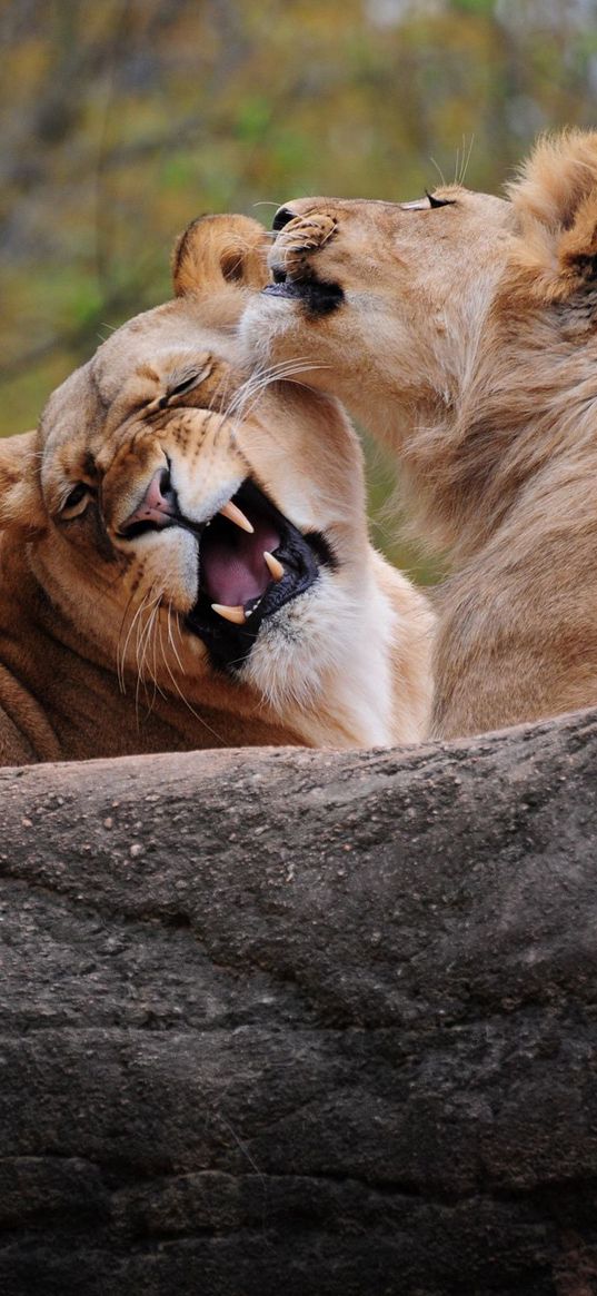 lion, couple, playing, caring, predator