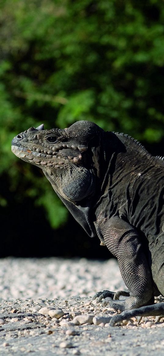 large lizard, reptile, tail, sit