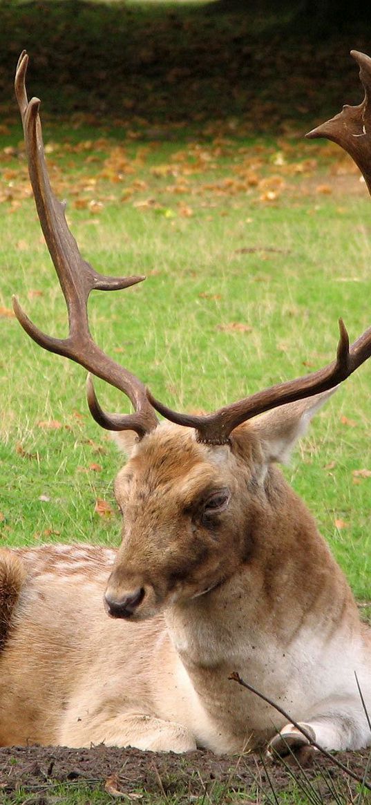 deer, horns, grass, wood