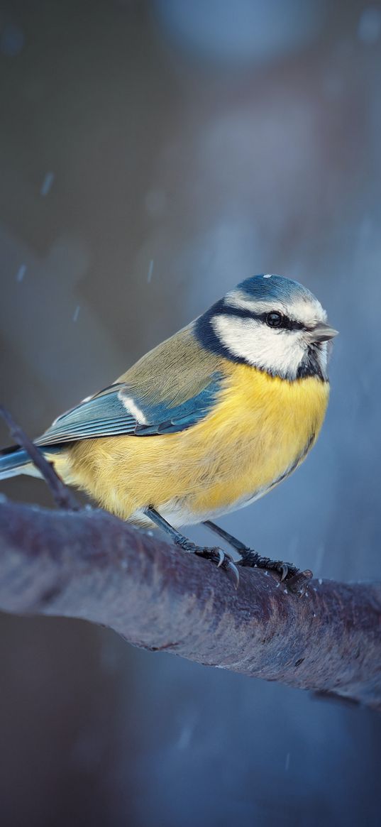 chickadee, bird, branch, tree, snow, winter, nature