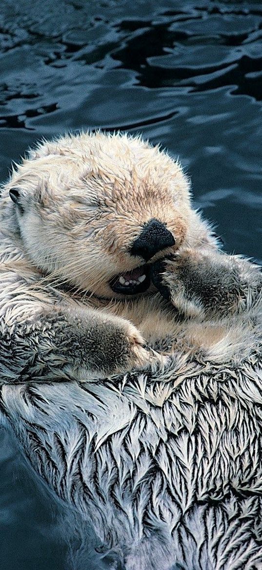 otter, couple, grass, dirty, water, swim