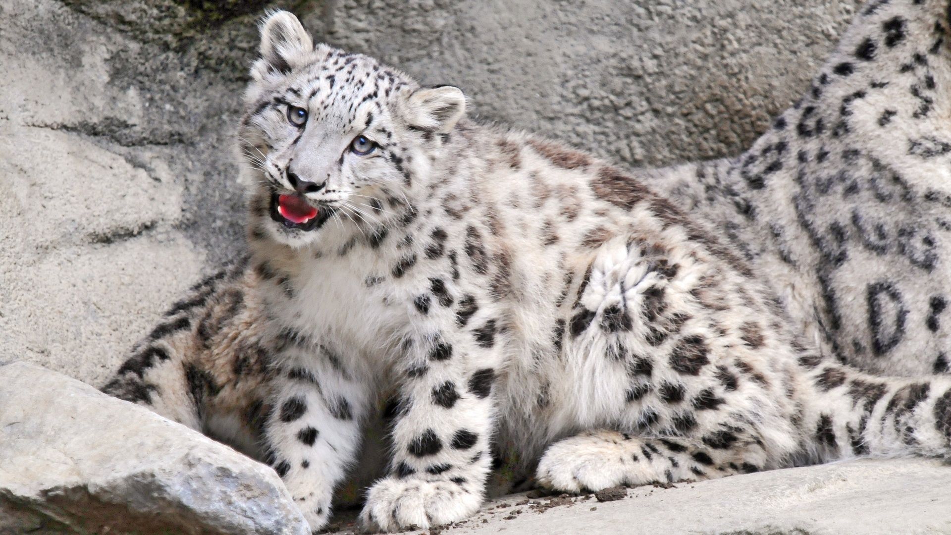 snow leopard, big cat, carnivore, muzzle