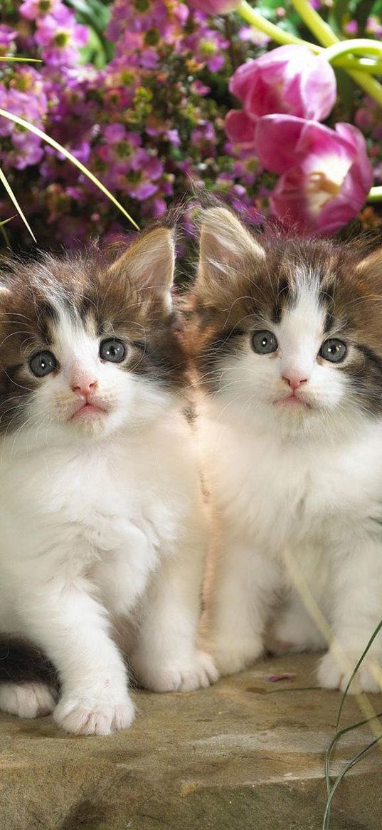 kittens, flowers, couple, fluffy