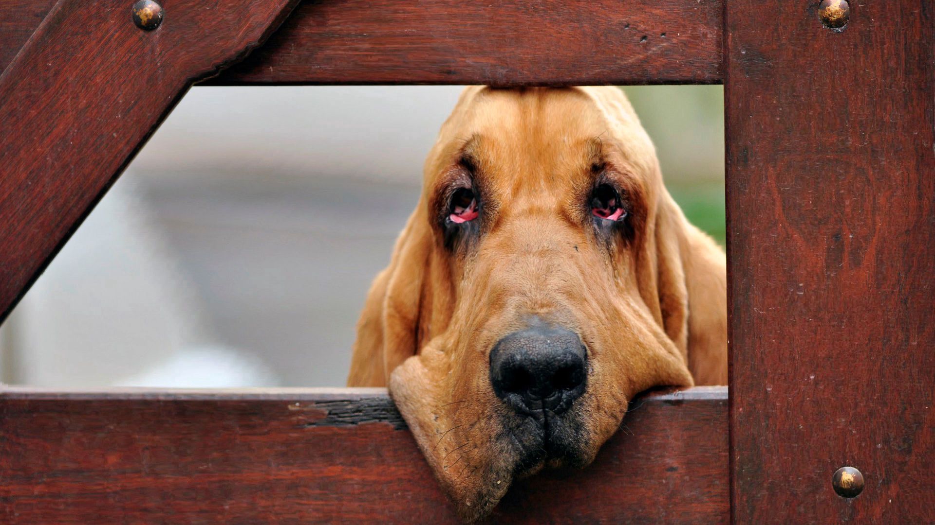 dogs, face, fence, wooden