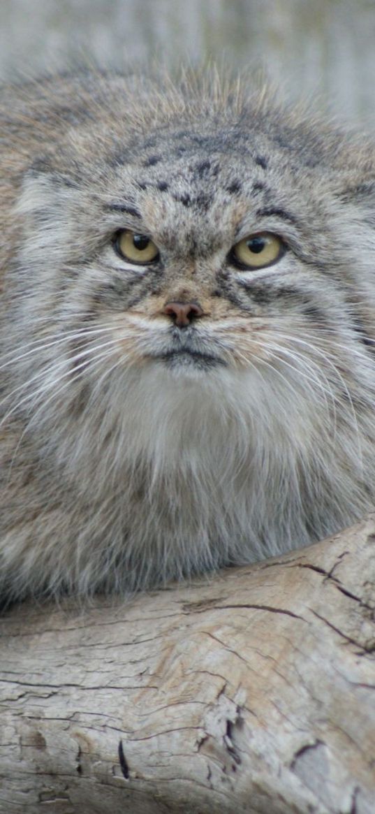 manul, hair, eyes, attention