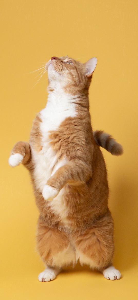 cat, ginger, pet, animal, yellow background