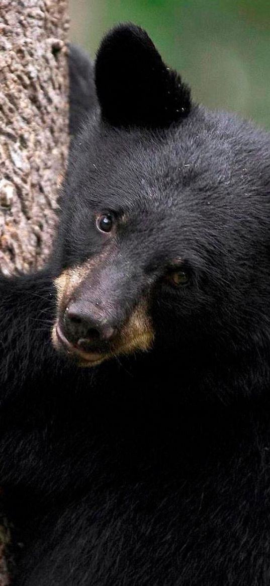 bear, tree, hugging, color, fur