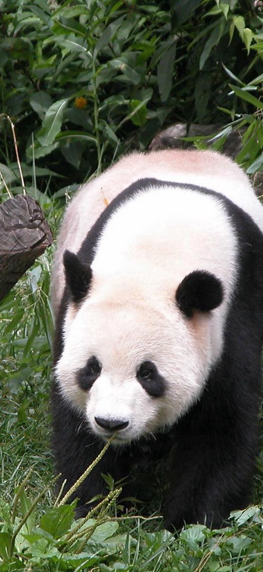 panda, grass, tree, walk