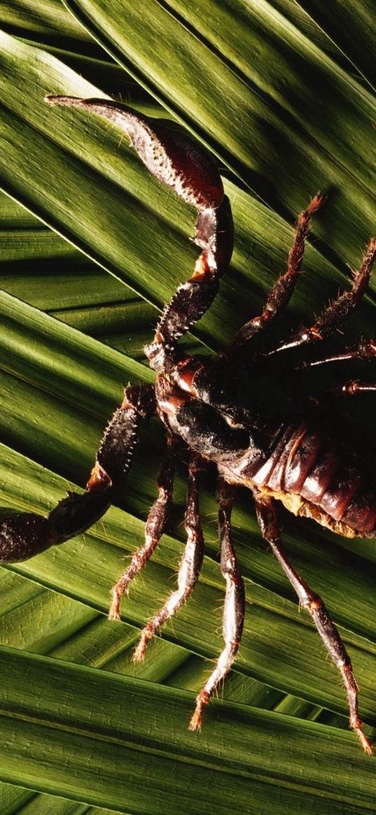 scorpion, leaves, plants, claws, legs, tail