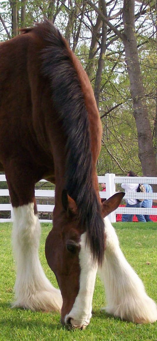 horse, color, grass, fences, stables, food, walk