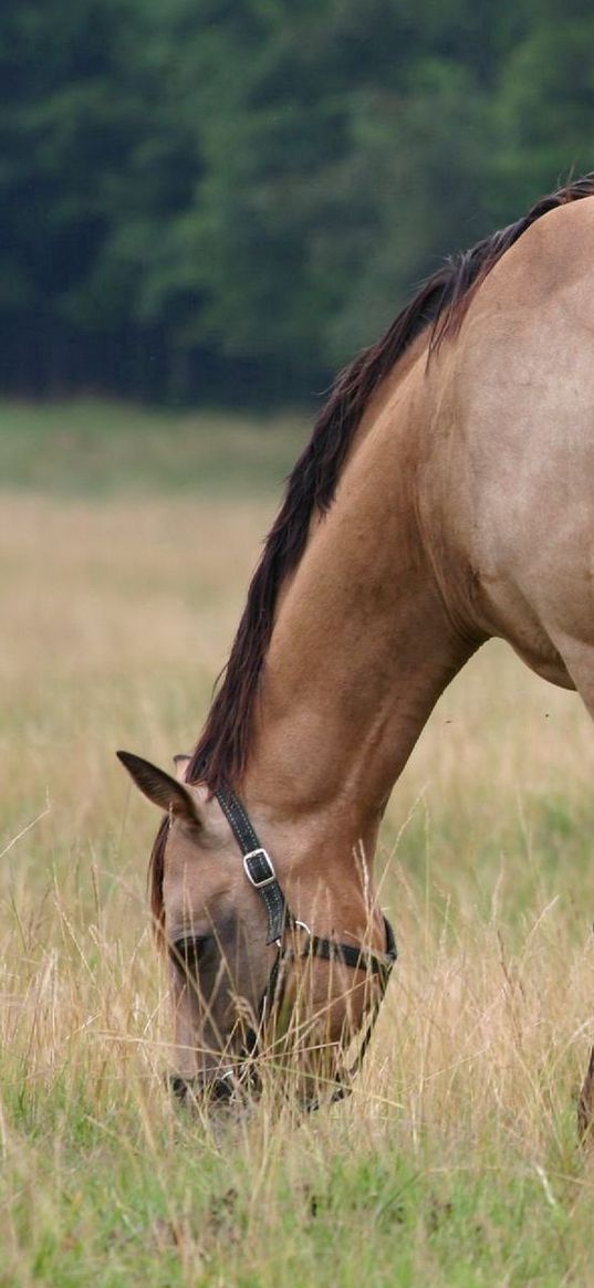 horse, stallion, cub, walk, food, grass