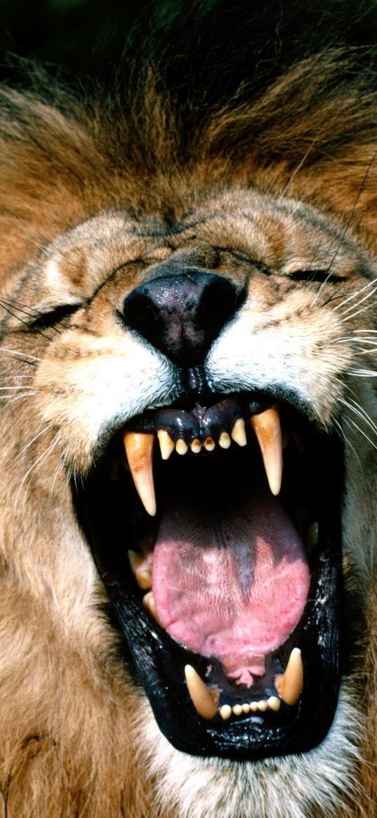 lion, face, teeth, anger, aggression, mane