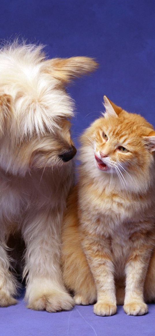 cat, dog, fluffy, friendship