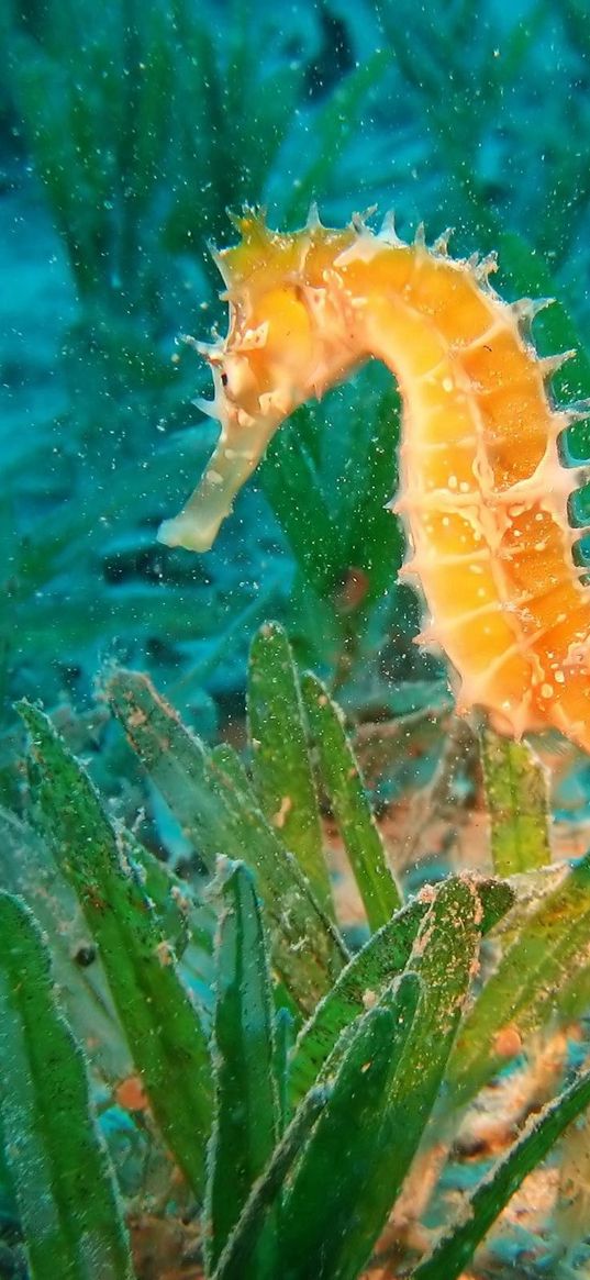 seahorse, underwater, swim