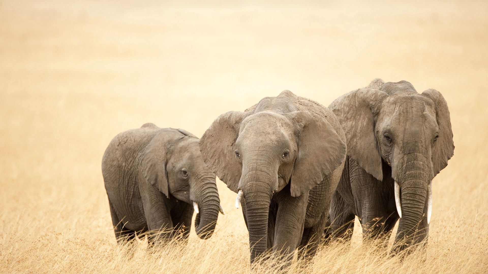 elephants, grass, family, walk