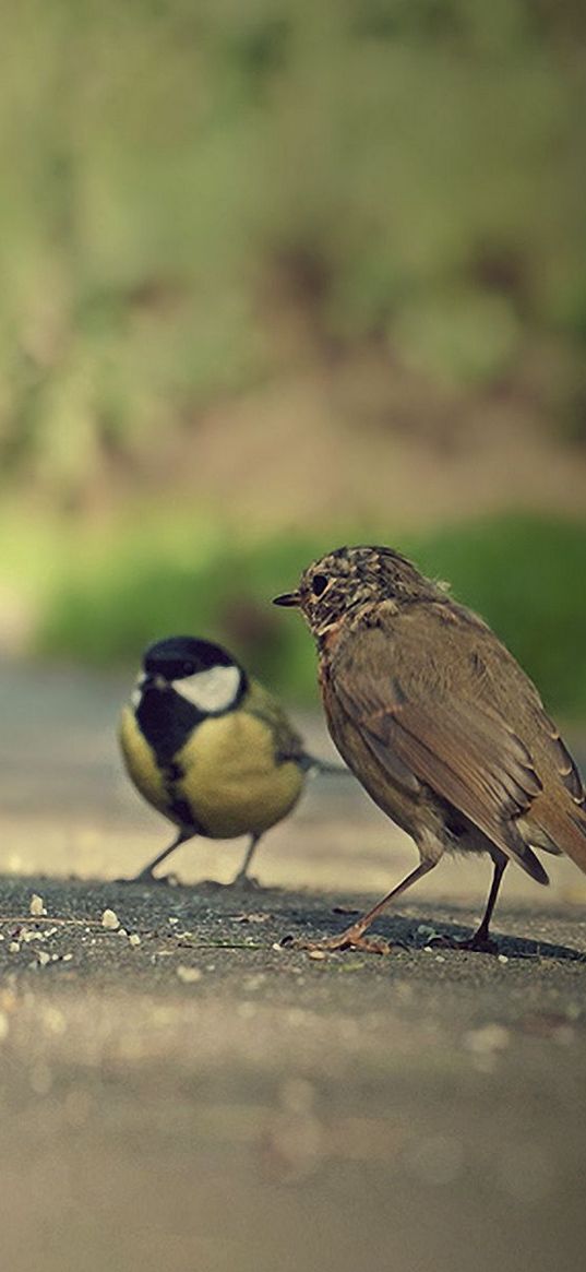 camera, sparrow, bird, birds, pose