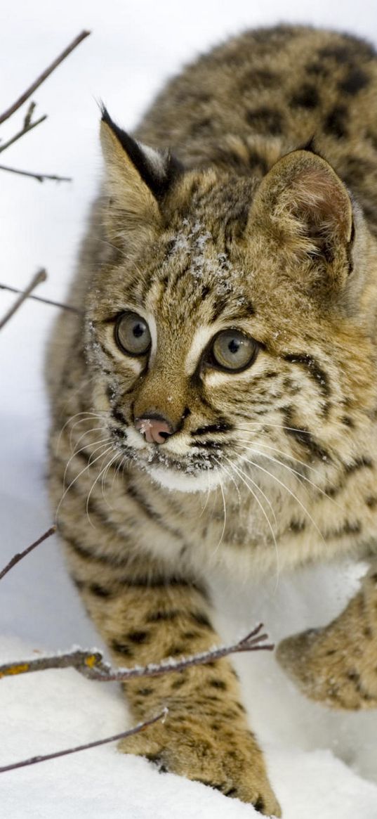 lynx, snow, branches, trees, hiding, hunting, care