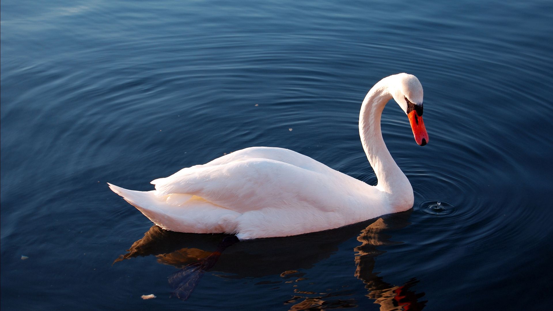 swan, water, feathers, swimming