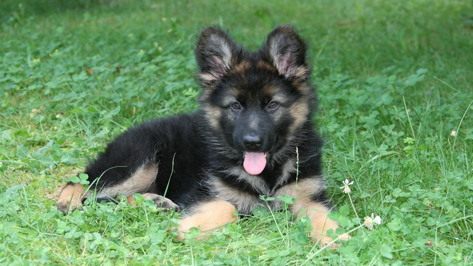 dog, lying, grass, tongue, holiday, puppy