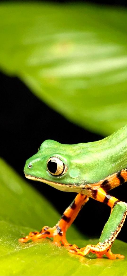 frog, legs, leaves, grass, mud, climb