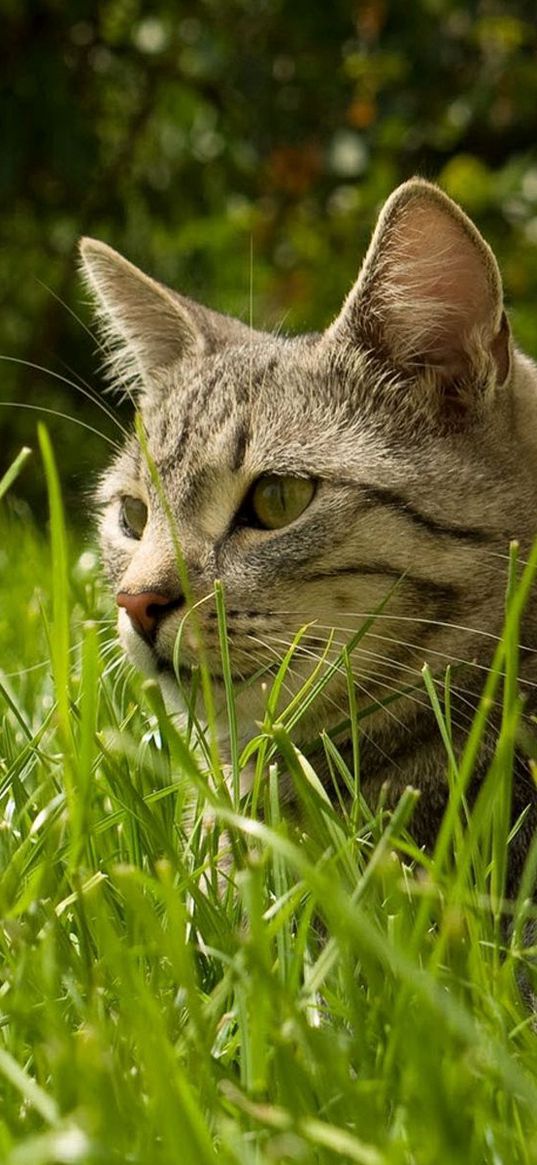 cat, grass, hide, striped