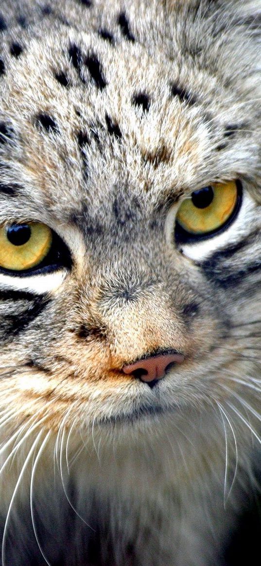 manul, wool, fur, snout