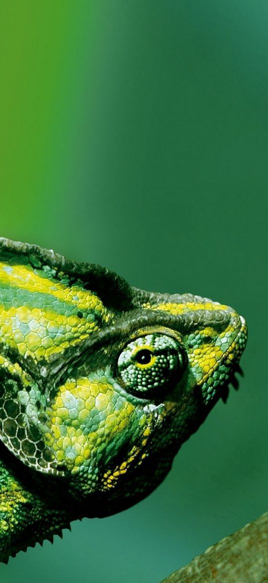 chameleon, color, reptile