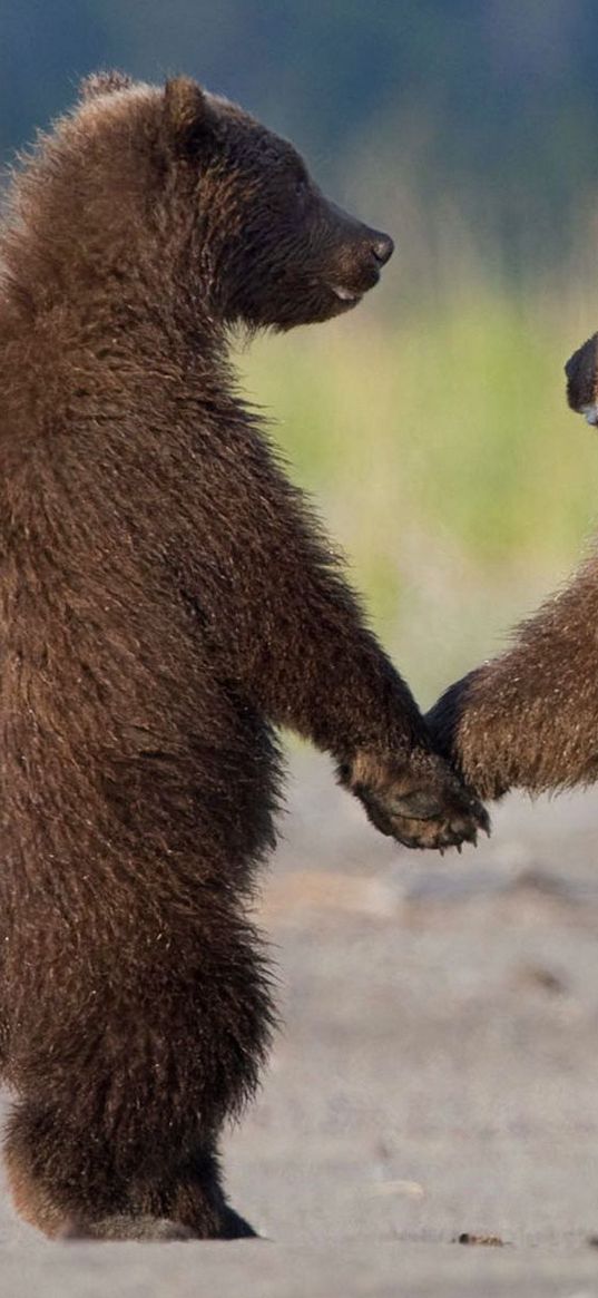 bears, couple, hair, family, care